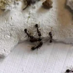 Researchers from the University of Innsbruck, in Tyrol, Austria, found out that climate crisis makes the ants more aggressive. (Petra Thurner, Forschungsgruppe Molekulare Oekologie/Newsflash)