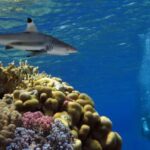 The Red Sea off Egypt is one of the most popular places to go diving - here a tiger shark can be seen near coral